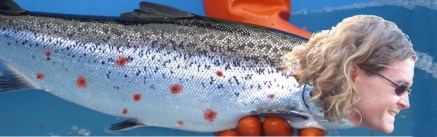 Mainstream's new "supersalmon" predicted to revolutionize  fish-farming industry.